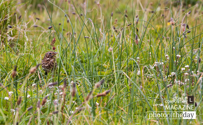 Camouflaged, by Kurien Koshy Yohannan