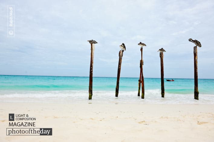 Pelicans Resting, by Rabih Madi