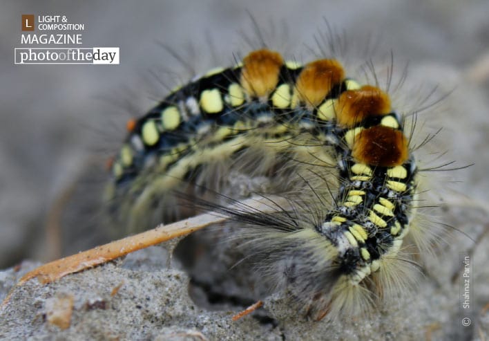 Tropical Caterpillar, by Shahnaz Parvin