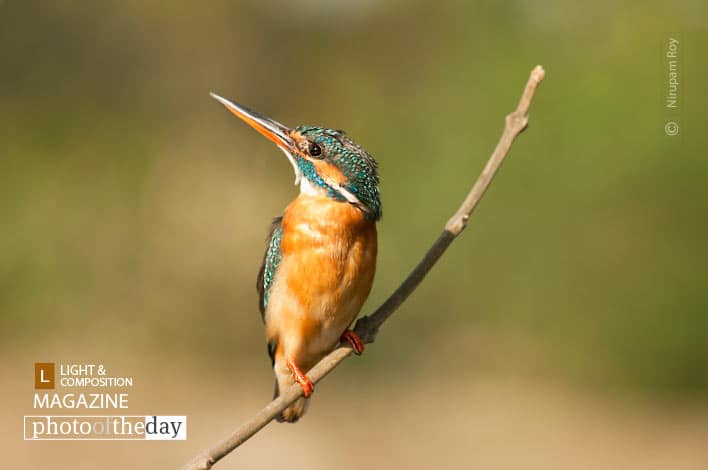 The Look, by Nirupam Roy The Look, by Nirupam Roy