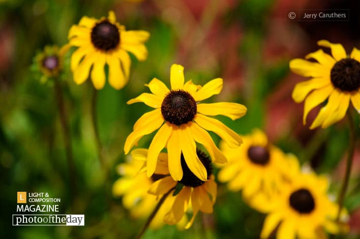 Flowers at Safety Harbor, by Jerry Caruthers