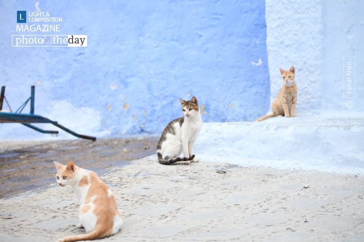 The Show is On, by Faisal Khan The Show is On, by Faisal Khan