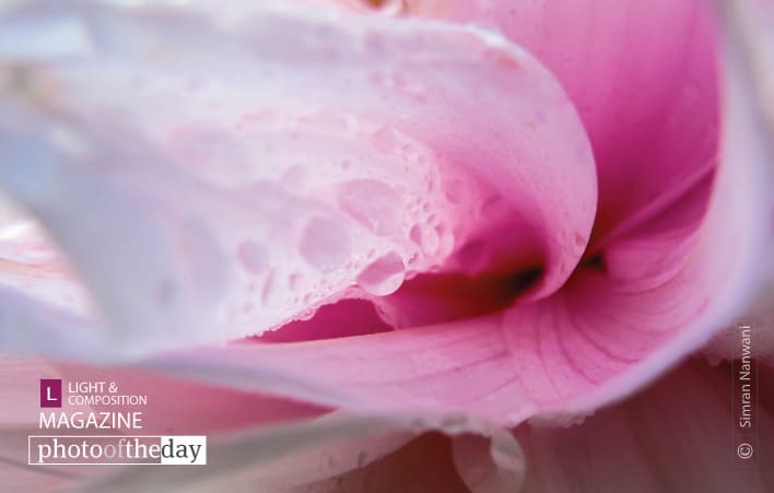 Dewdrops on Flower, by Simran Nanwani Dewdrops on Flower, by Simran Nanwani