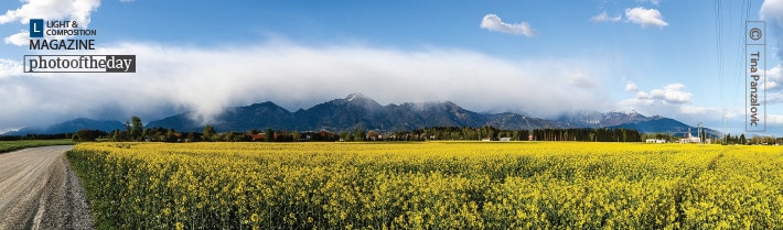 Yellow, by Tina Panzalovic