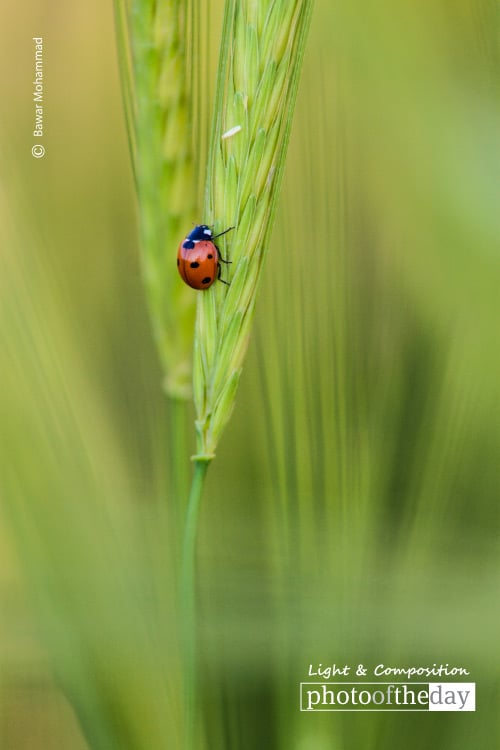 A Scarlet Ladybug, by Bawar Mohammad A Scarlet Ladybug, by Bawar Mohammad