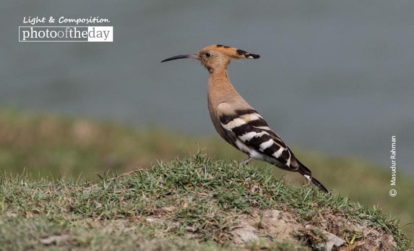 Hoopoe – The Beauty, by Masudur Rahman Hoopoe – The Beauty, by Masudur Rahman