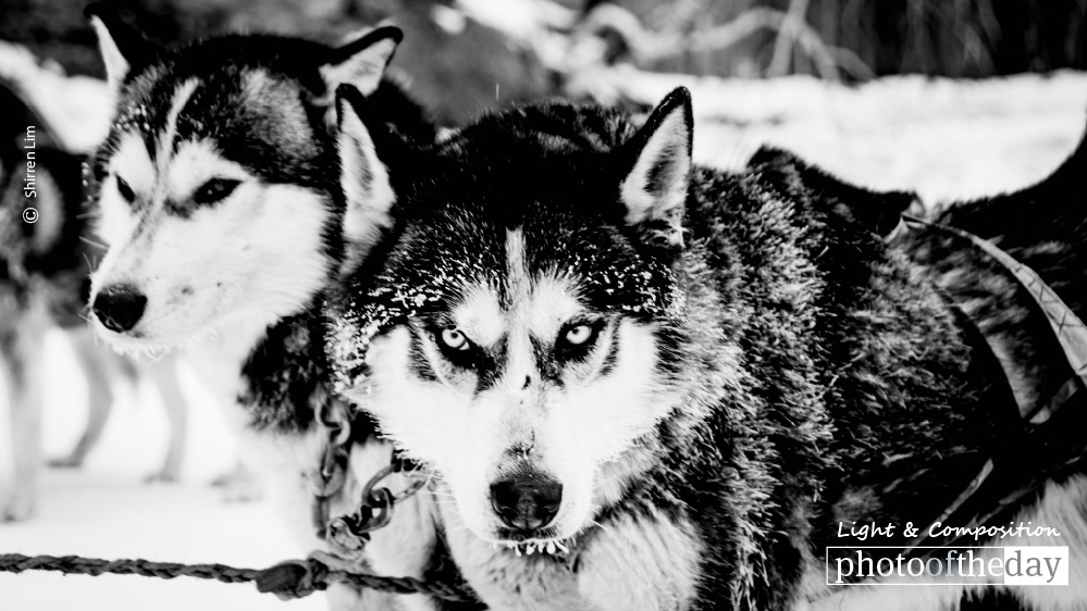 Pack Leader, by Shirren Lim Pack Leader, by Shirren Lim