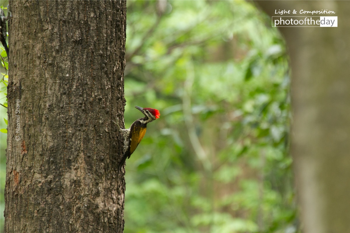 Black-Rumped Flameback, by Nazmul Shanji