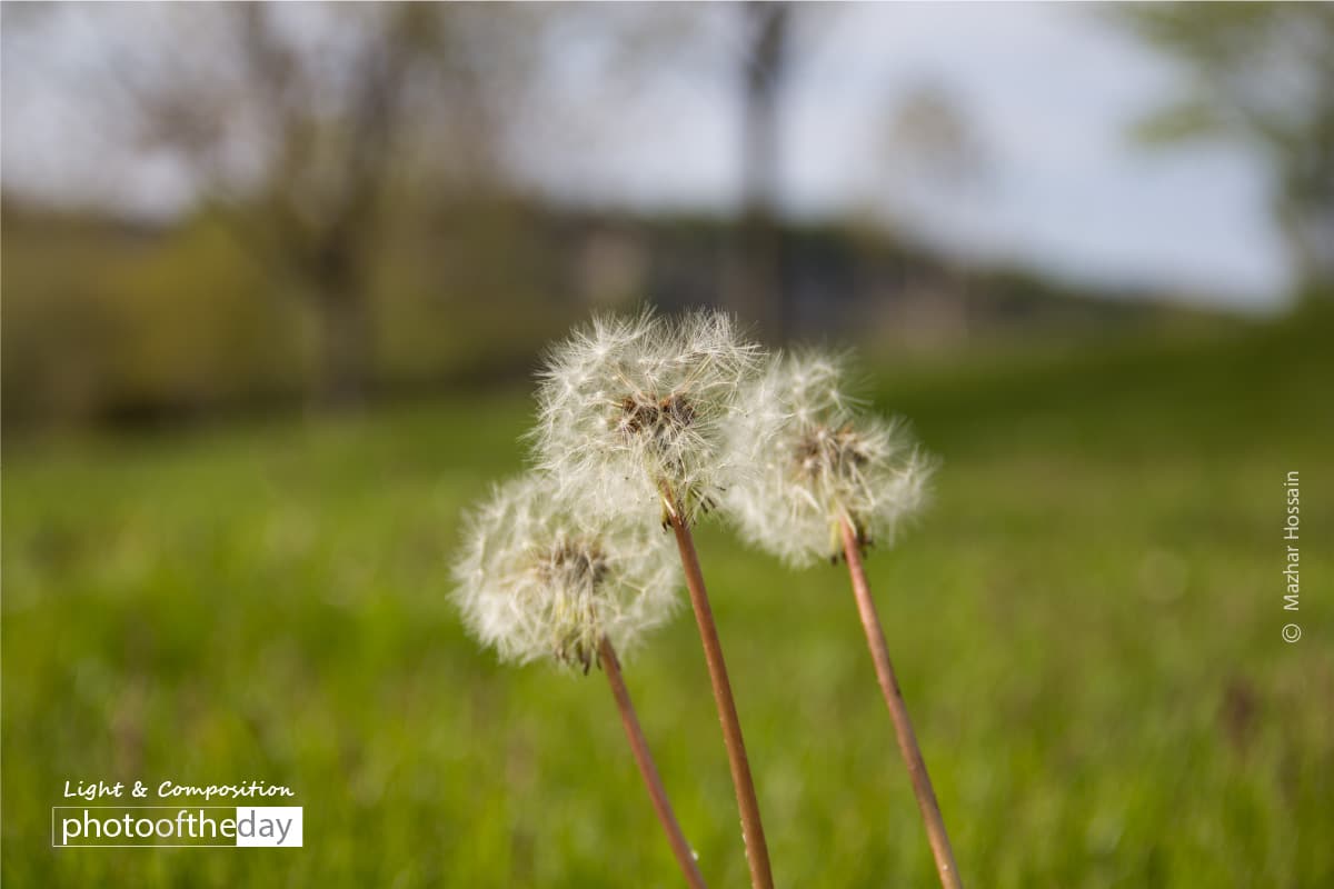 The Dandelions, by Mazhar Hossain