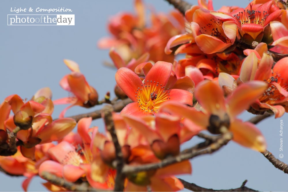 Sunshine Spring, by Shovan Acharyya Sunshine Spring, by Shovan Acharyya