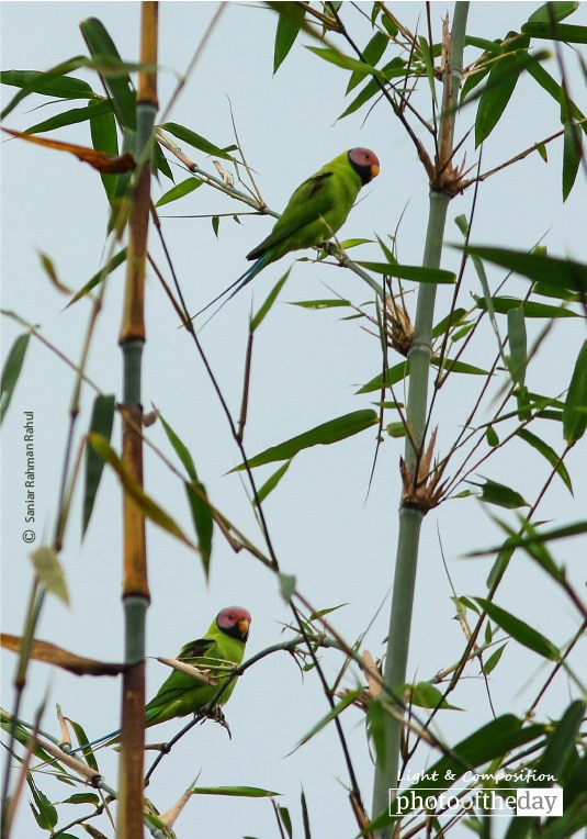 Blossom-headed Parakeet, by Saniar Rahman Rahul
