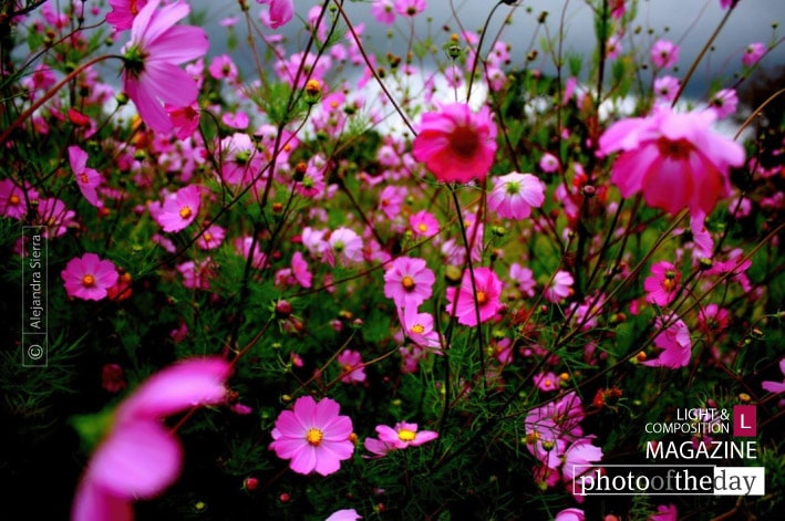 Purple Wind, by Alejandra Sierra