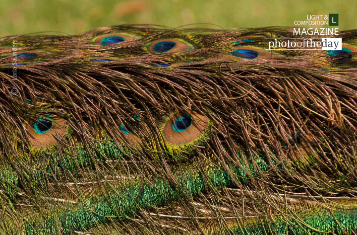Bed of Beauty, by Laria Saunders