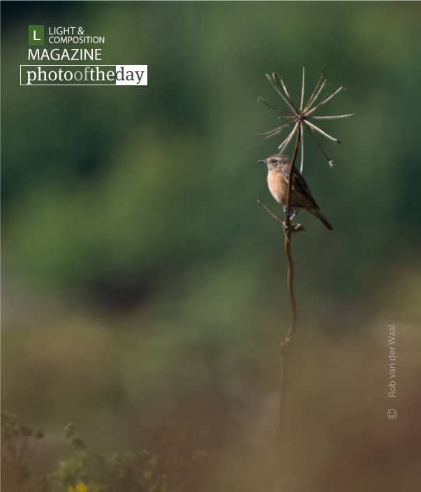 Enjoy the Light, by Rob van der Waal