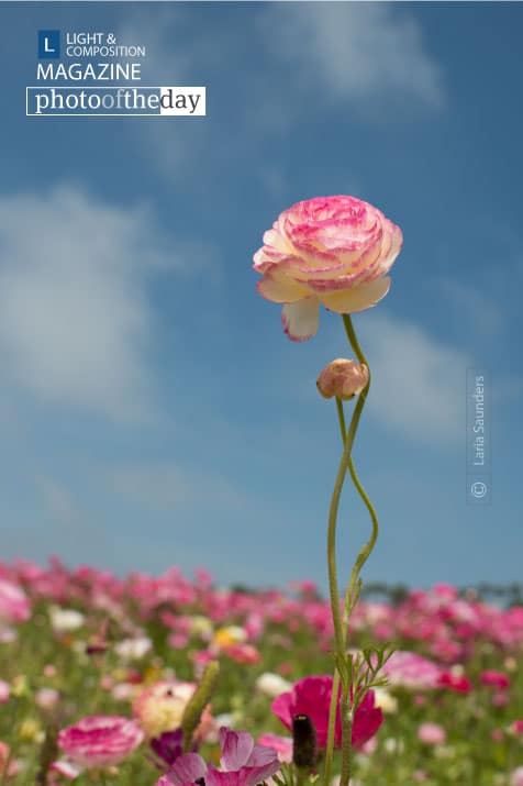 Leading Edge, by Laria Saunders