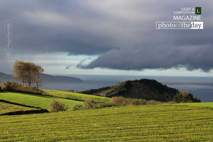 Azores Tea Farm, by Hugo Baptista