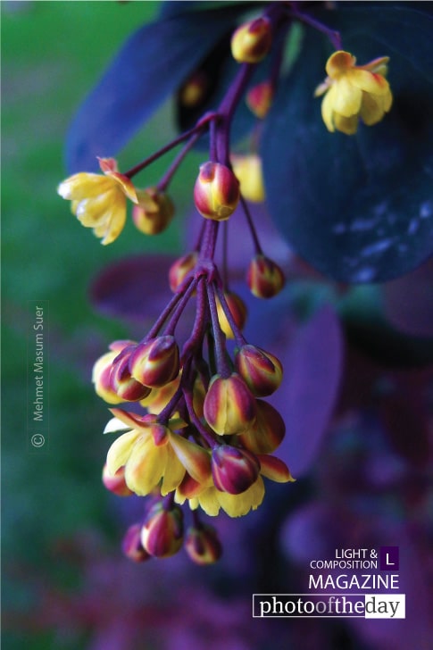 Purple and Yellow, by Mehmet Masum