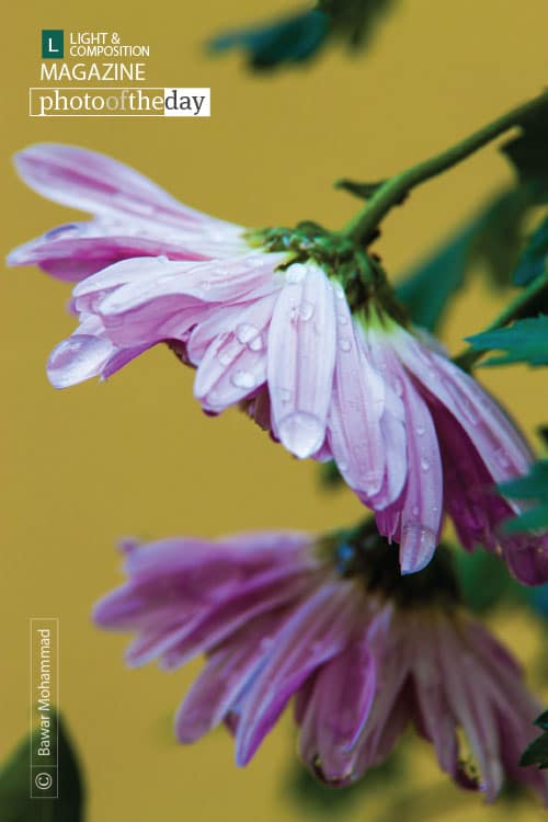 Chrysanthemum in the Rain, by Bawar Mohammad