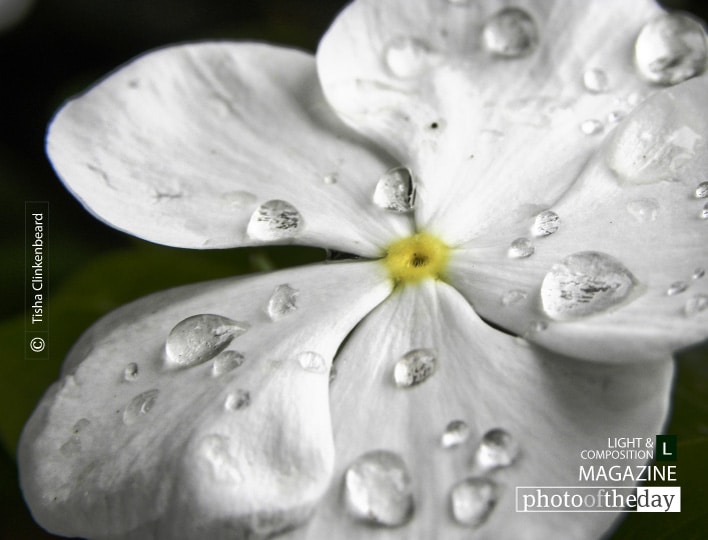 Sophistication, by Tisha Clinkenbeard Sophistication, by Tisha Clinkenbeard