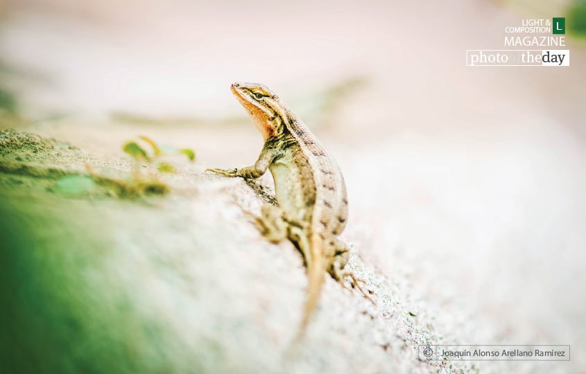 Lizard - the Hunter, by Joaquín Alonso Arellano Ramírez Lizard - the Hunter, by Joaquín Alonso Arellano Ramírez