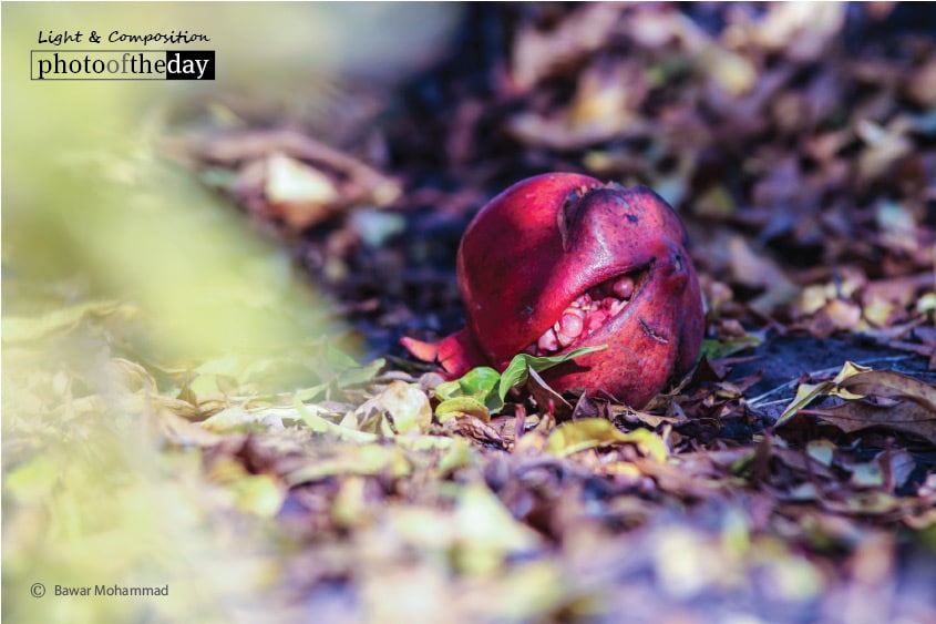 The Wonder Fruit, by Bawar Mohammad The Wonder Fruit, by Bawar Mohammad