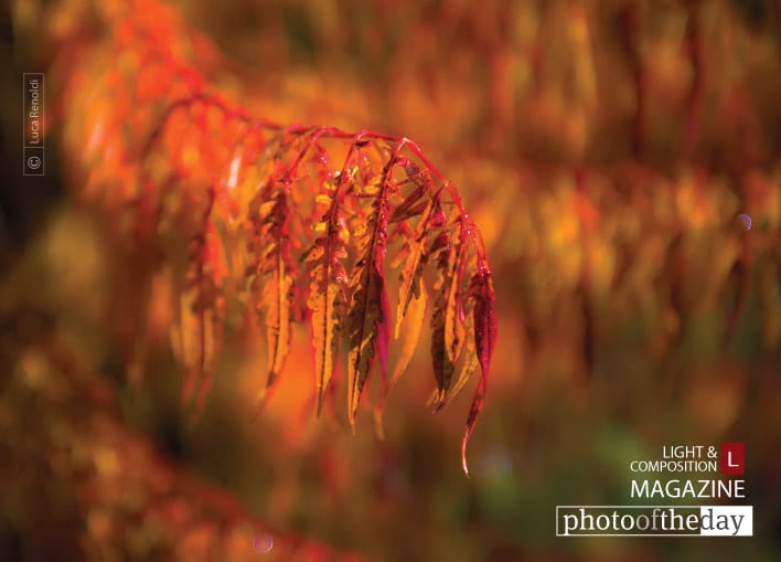 Fall Red, by Luca Renoldi