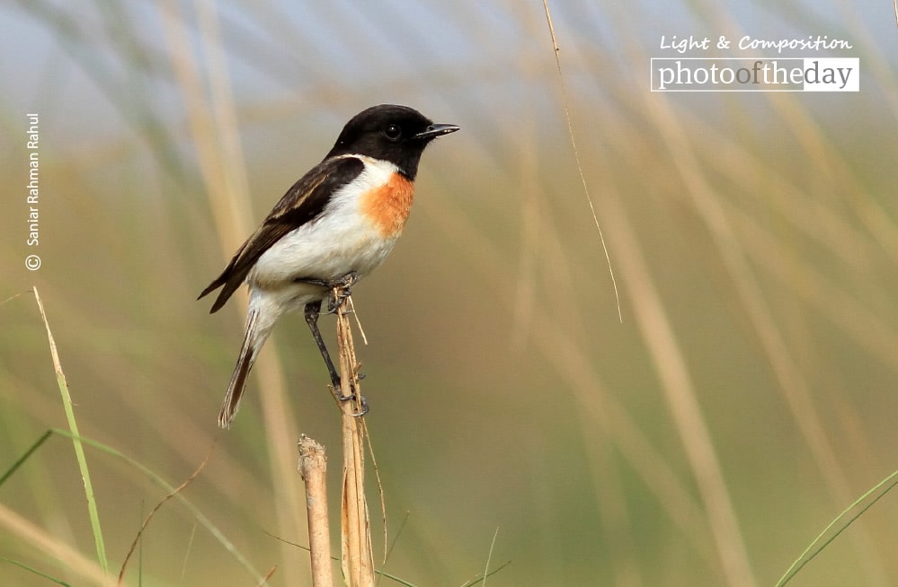 White-Tailed Stonchat, by Saniar Rahman Rahul White-Tailed Stonchat, by Saniar Rahman Rahul