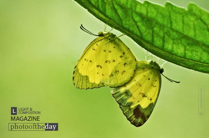 For a Greener Progeny, by Kamalesh Das