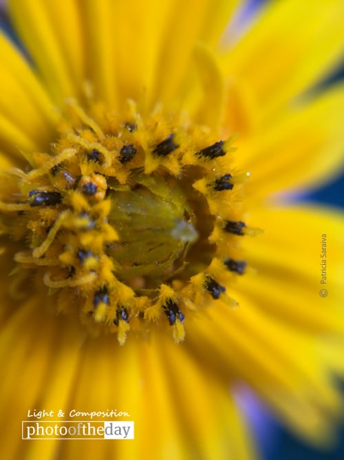 Beauty of the Flower, by Patricia Saraiva