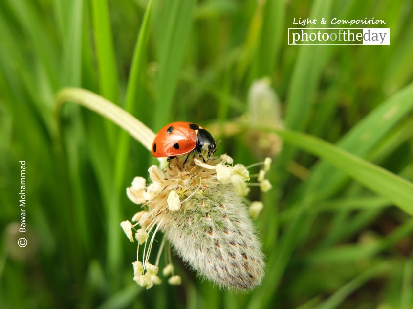 Spring is Here, by Bawar Mohammad Spring is Here, by Bawar Mohammad