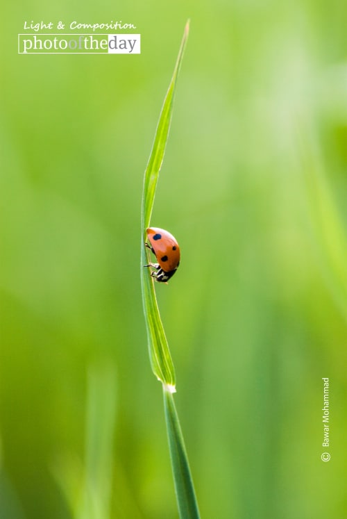 A Beautiful Ladybug, by Bawar Mohammad A Beautiful Ladybug, by Bawar Mohammad