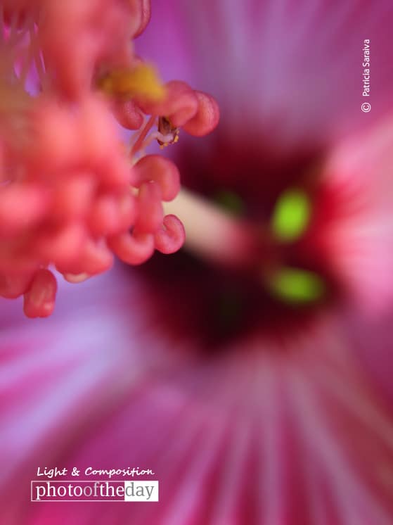 Enchanting, by Patricia Saraiva Enchanting, by Patricia Saraiva