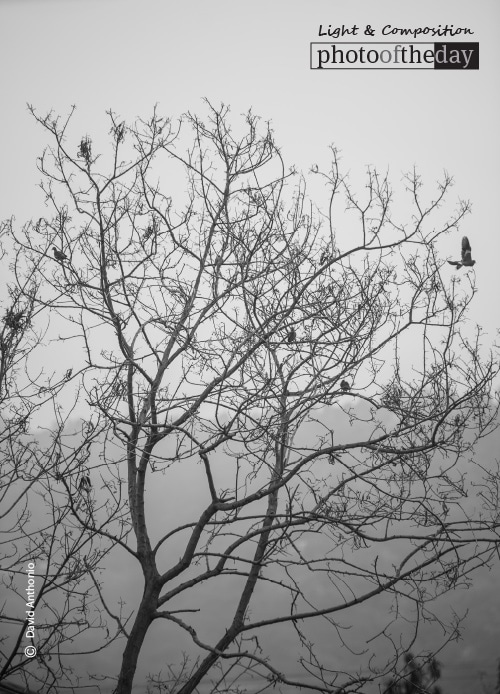 Life, by David Anthonio