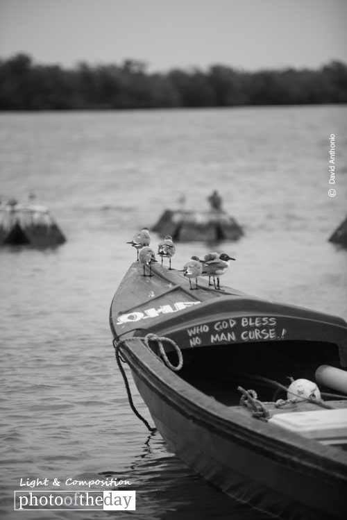 Laughing Gulls Riding the Waves, by David Anthonio