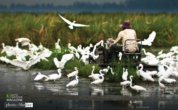 Preparing the Rice Paddy, by Jim Perceval