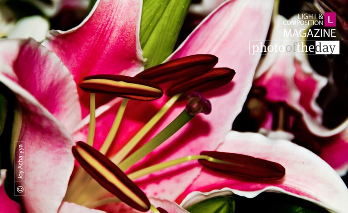 Rhapsody in Pink, by Joy Acharyya