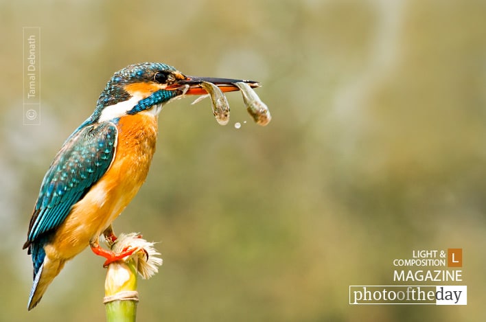 Double Trouble, by Tamal Debnath Double Trouble, by Tamal Debnath