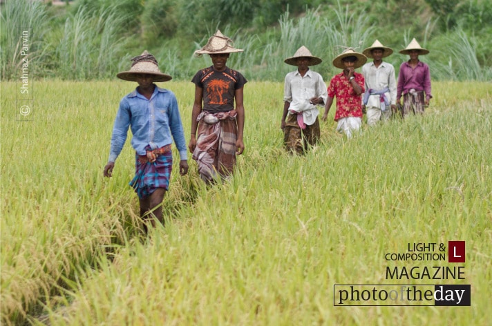 On a Collecting Day, by Shahnaz Parvin