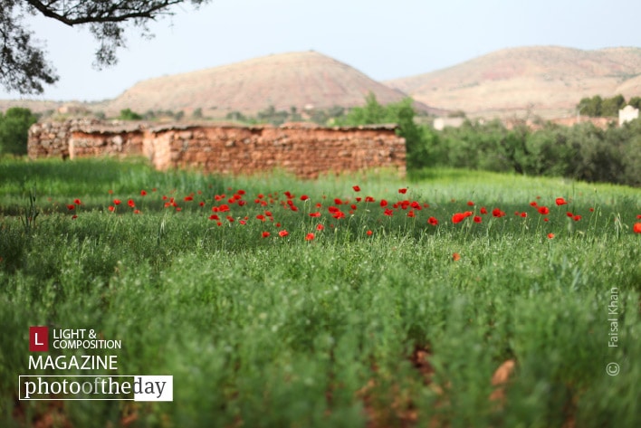 On a Spring Day, by Faisal Khan