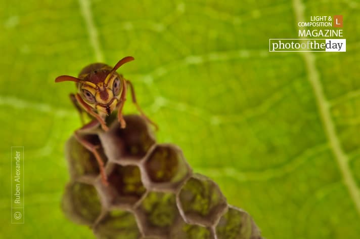 The Sentry, By Ruben Alexander The Sentry, By Ruben Alexander
