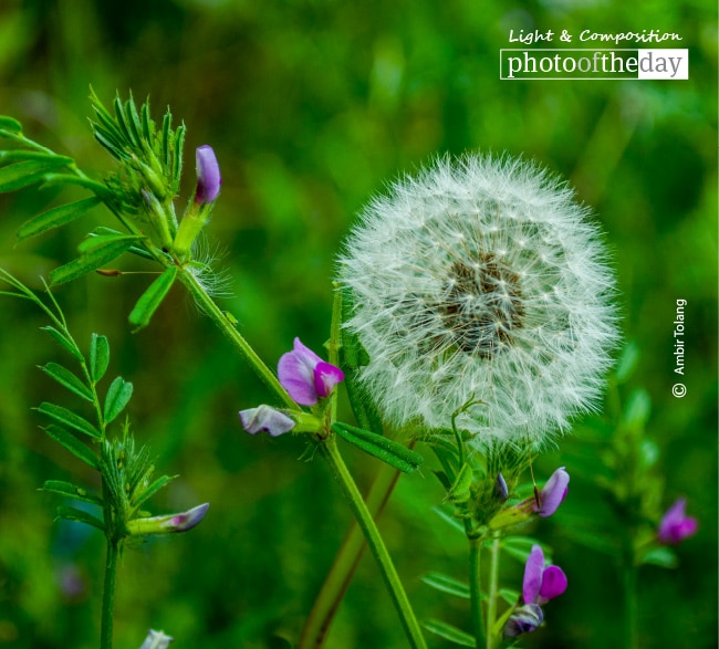 Beautiful Dandelion, by Ambir Tolang