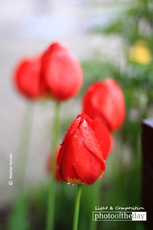 Red Tulips, by Mazhar Hossain Red Tulips, by Mazhar Hossain