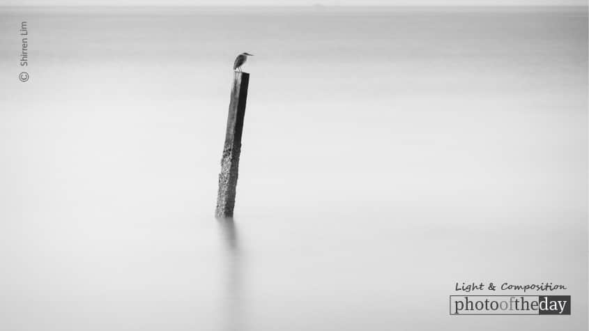 The Kingfisher, by Shirren Lim