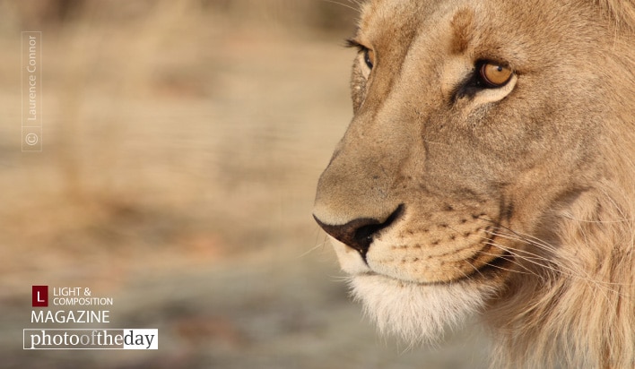 Contemplation, by Laurence Connor
