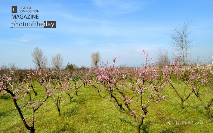 Pink Petals, by Sandra Frimpong