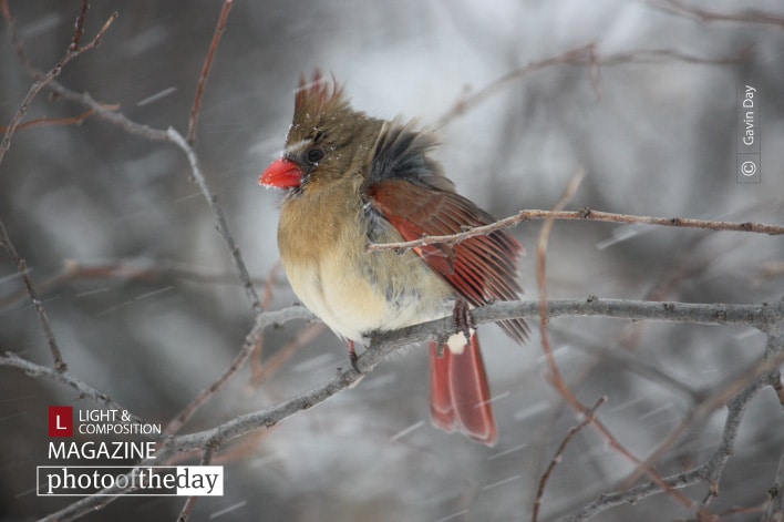 Waiting for Spring, by Gavin Day
