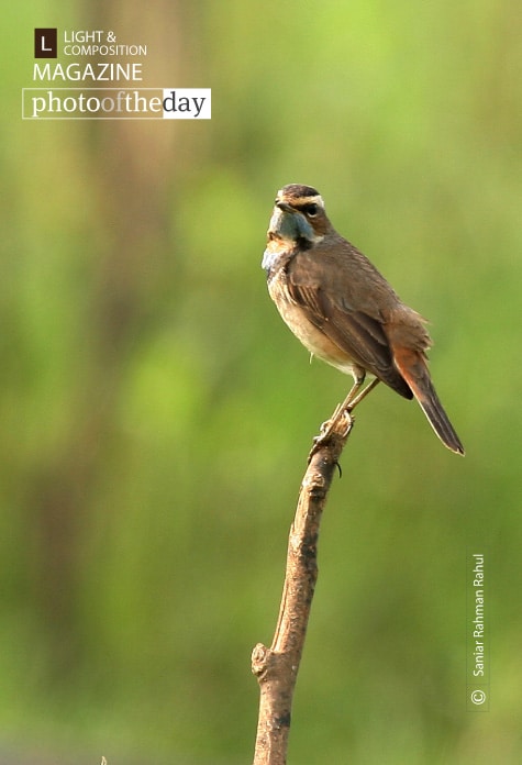 The Bluethroat, by Saniar Rahman Rahul