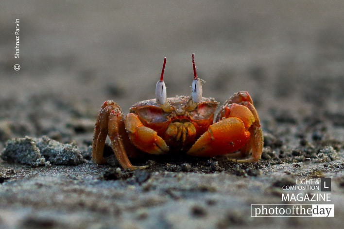 Red Crabs, by Shahnaz Parvin Red Crabs, by Shahnaz Parvin