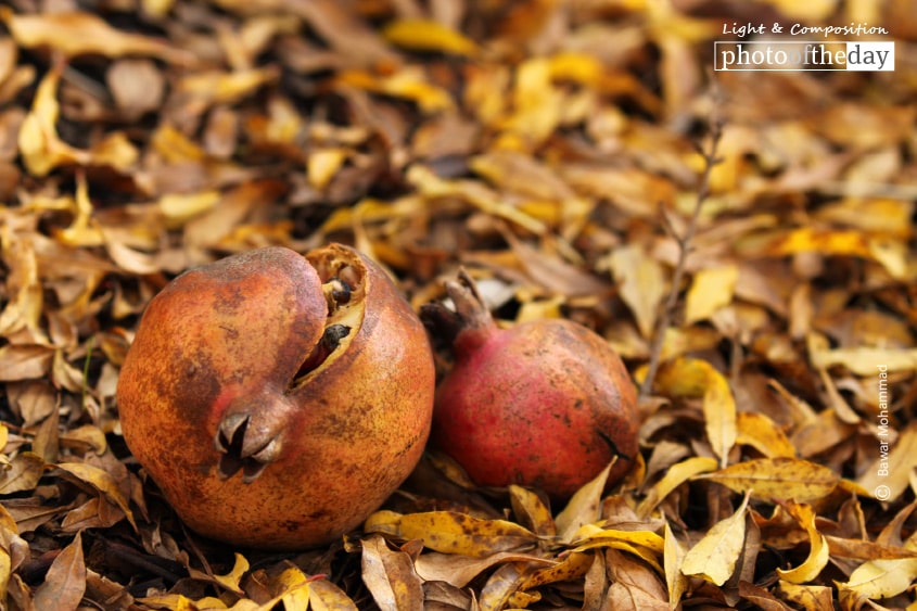 The Fruit of Love, by Bawar Mohammad The Fruit of Love, by Bawar Mohammad