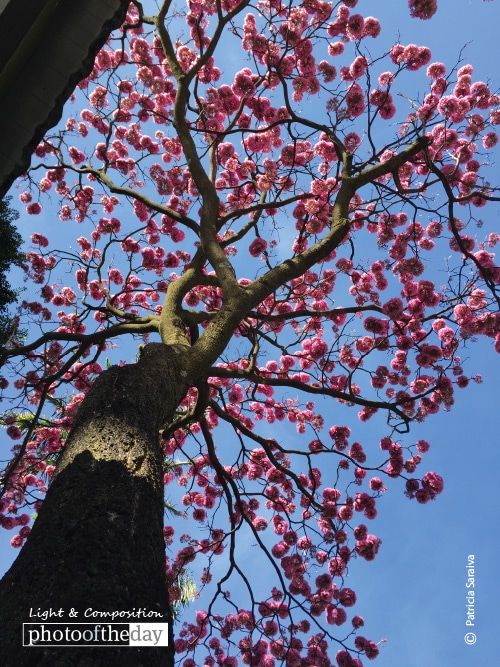 The Pink tree, by Patricia Saraiva